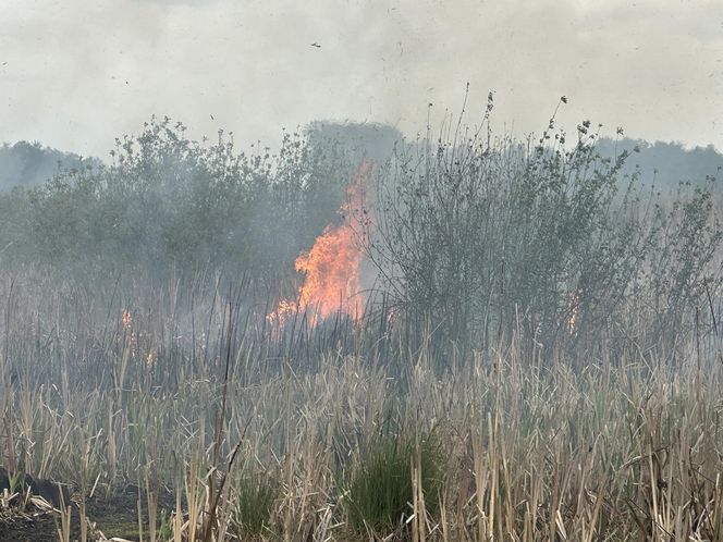 Wołomin: Płonie Natura 2000. Dym widać z wielu kilometrów