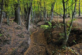Województwo łódzkie ma trzy nowe rezerwaty przyrody