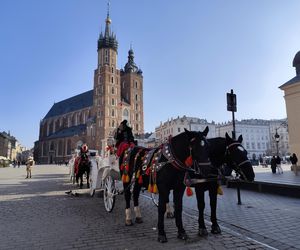 obrońcy zwierząt zniechęcają turystów do przejażdżek dorożkami 