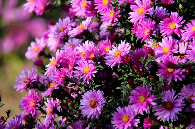 Aster nowobelgijski