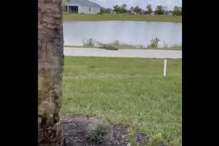 Aligator