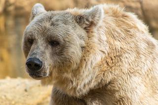 Podkarpacie: Niedźwiedzica zaatakowała 27-latka. Mężczyzna ma obrażenia głowy