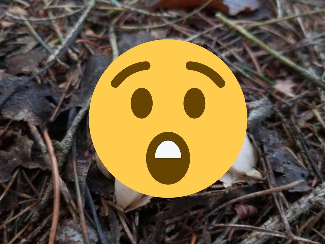 Dziwny grzyb wyglądający jak UFO! Takie cudo można znaleźć w polskich lasach [ZDJĘCIA]