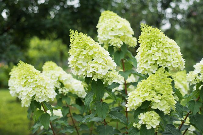 Hortensja bukietowa 'Polar Bear'