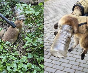 Sensacyjna akcja ratunkowa w Józefowie. Lisek utknął w słoiku
