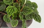 Peperomia