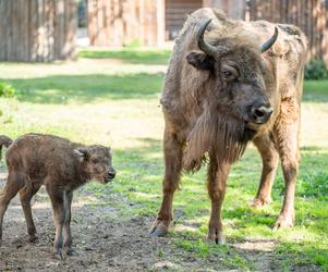 Narodziny żubrzyczki we wrocławskim zoo! Poznajcie Porzeczkę! [FOTO]