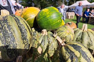 II Święto Dyni 2023 w Centrum Produktu Lokalnego w Rzuchowej