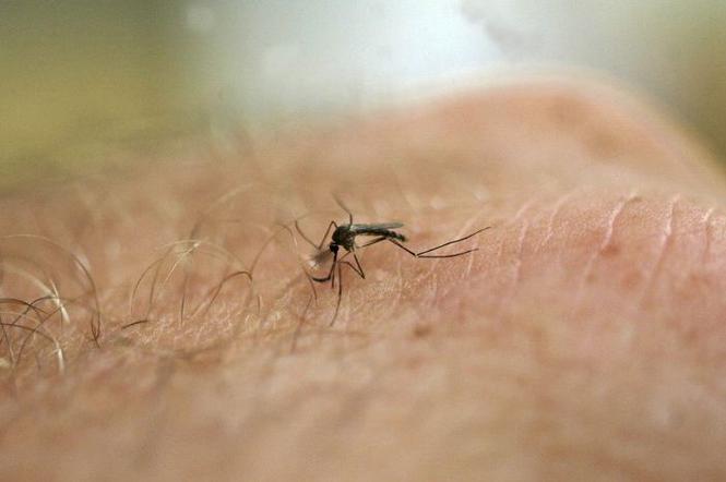 komary owady