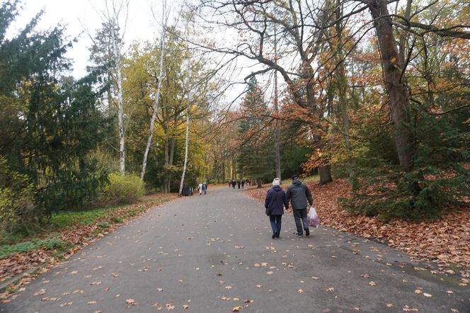 Cmentarz Centralny podczas Wszystkich Świętych