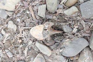 Prokuratura bada sprawę nielegalnej ubojni. Mięso miało trafiać do lokali w Małopolsce