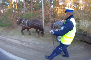 Pijany woźnica na drodze, zaprzęgiem zajęli się... policjanci! Zobaczcie wideo