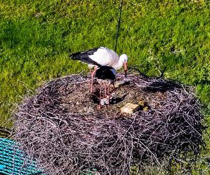 Deszcz uszkodził dom bocianiej rodziny w Krutyni