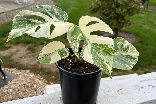 Monstera variegata