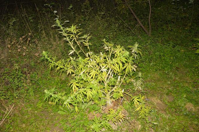 Małopolska: Na plantacji marihuany technik kryminalistyki wpadł w pułapkę. W ziemi był głęboki otwór...