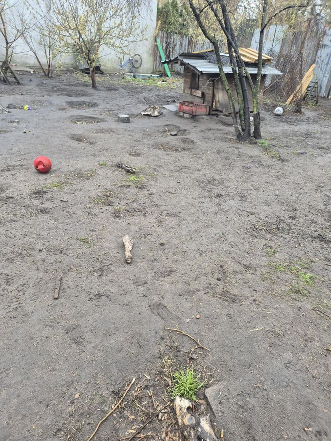 Dramat w Pruszkowie. Przetrzymywał zwierzęta w skandalicznych warunkach. Właściciel próbował się ich pozbyć