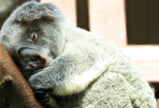 OTOZ Animals Warszawa zachęca do pomocy zwierzętom w Australii. Co możesz zrobić? 