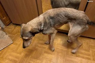  Skrajnie zaniedbane psy i szczury odebrane właścicielce. Serce pęka na ich widok