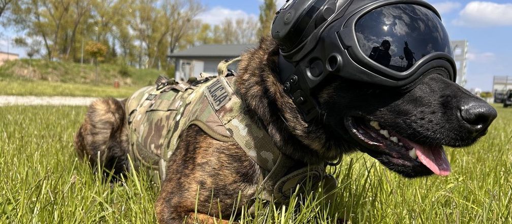 Benji z lubelskiej policji ma „pełne łapy roboty”