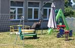 Prawdziwy emu na terenie szkoły pod Sulęcinem. Dzieci bały się wyjść na dwór [ZDJĘCIA].