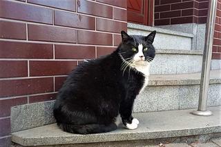 Czy kot Gacek dostanie etat w magistracie?