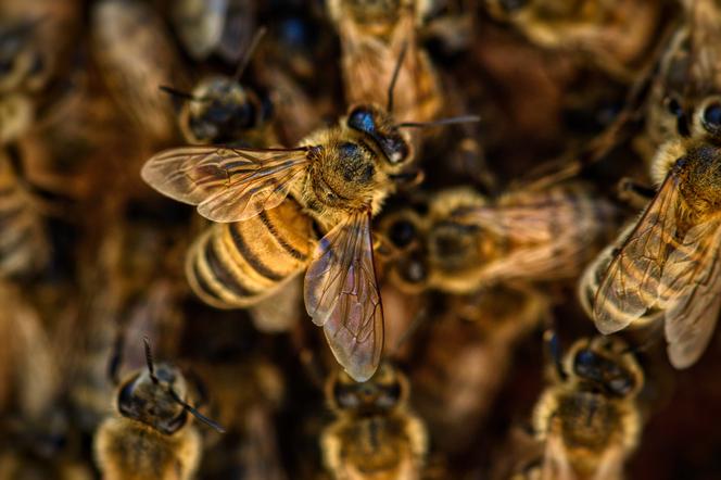 Nowi mieszkańcy Zakładu Północnego MPWiK! Pojawiło się tam... 400 tysięcy pszczół!