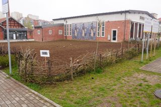 W samym centrum Olsztyna powstało… prawdziwe pole. O co chodzi?