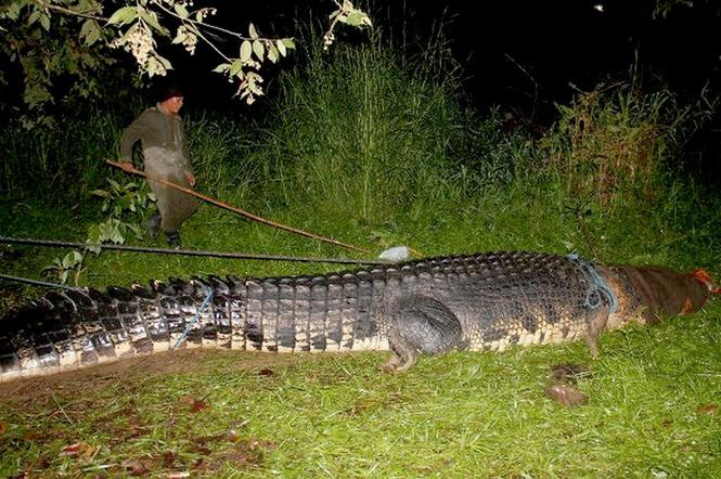 Filipiny: Krokodyl GIGANT złapany 