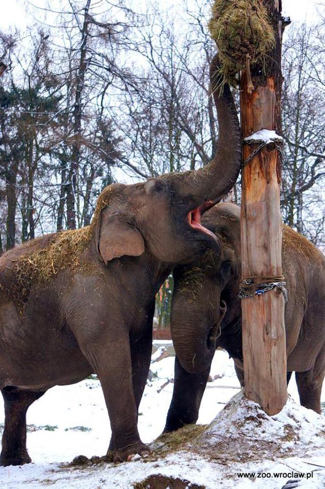 Zwierzęta we wrocławskim zoo zimą