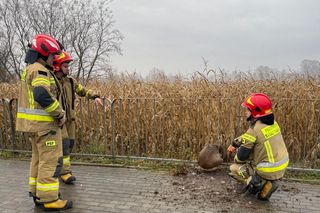 Uratowali sarnę z metalowej pułapki. Zwierzę utknęło w przydrożnej barierce