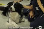 Jedyne takie psy w Europie. Czworonogi z lotniska w Krakowie-Balicach pomagają pasażerom
