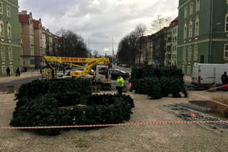 Koniec świątecznego nastroju w Szczecinie. Choinka znika sprzed magistratu