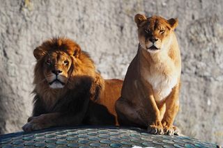 ZOO w Warszawie ma już 97 lat. Wielka feta w stołecznym ogrodzie! Jakie tajemnice kryje jego historia?