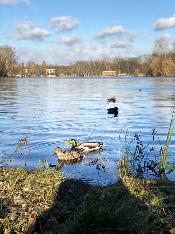 W Krakowie stanęły kaczkomaty z darmową karmą do dokarmiania ptactwa wodnego