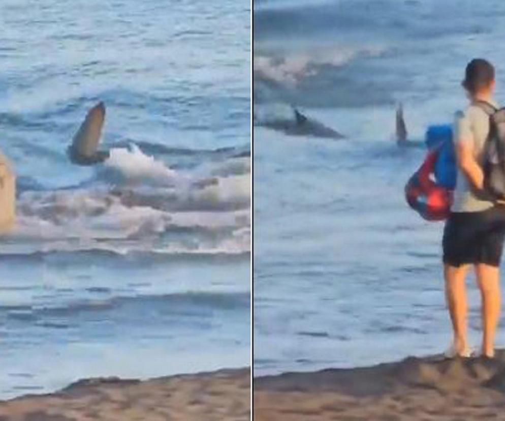Rekiny atakują Hiszpanię! Plaże pozamykane tuż przed wakacjami coraz wiecej rekinów wokół wysp kanaryjskich
