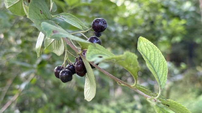 Aronia, krzew i owoce
