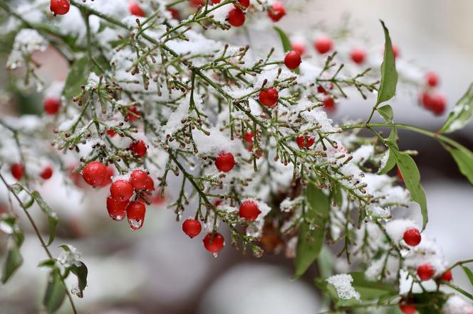 Wiemy, kiedy spadnie pierwszy śnieg! Meteorolodzy podają konkretną datę