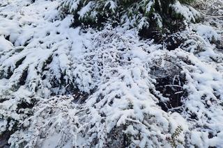-20 stopni, śnieg i jeszcze to! Paskudna zima w Polsce [Prognoza IMGW na 4.12.2023]