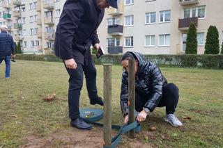 Gorzów: Na Piaskach seniorzy posadzili 15 dębów szypółkowych