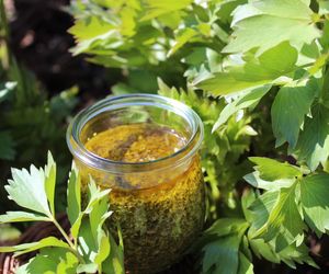 Lubczyk ogrodowy - jakie ma właściwości? Jak wykorzystać go w kuchni i ziołolecznictwie?