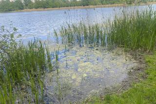 Moczarka nad jeziorem Długim - 2024