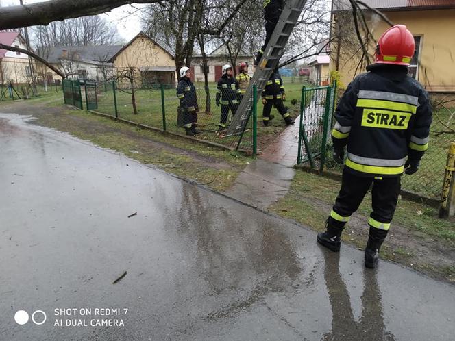 Poniedziałek Wielkanocny. Powalone drzewa i ulewy (ZDJĘCIA) 