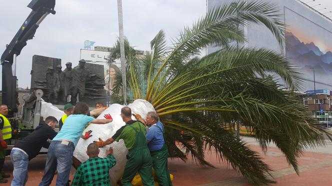 Palmy wróciły na rynek w Katowicach