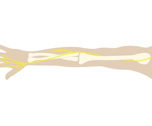 Nerw promieniowy - budowa, objawy porażenia