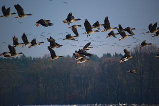 Setki ptaków przelatują nad Polską. Dokąd lecą? Czy to zwiastun wiosny?