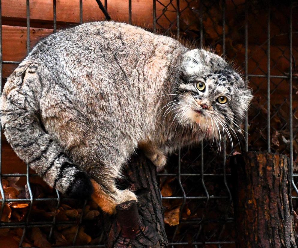 Manul z poznańskiego ZOO jest najpiękniejszy na świecie! Magellan nie miał sobie równych