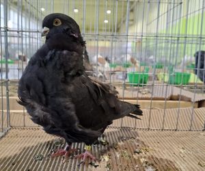 Kalisz. Rasowe gołębie, drób i króliki można podziwiać w hali OSRiR