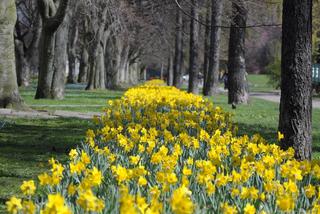 Kwietniki w Gdyni są chlubą miasta