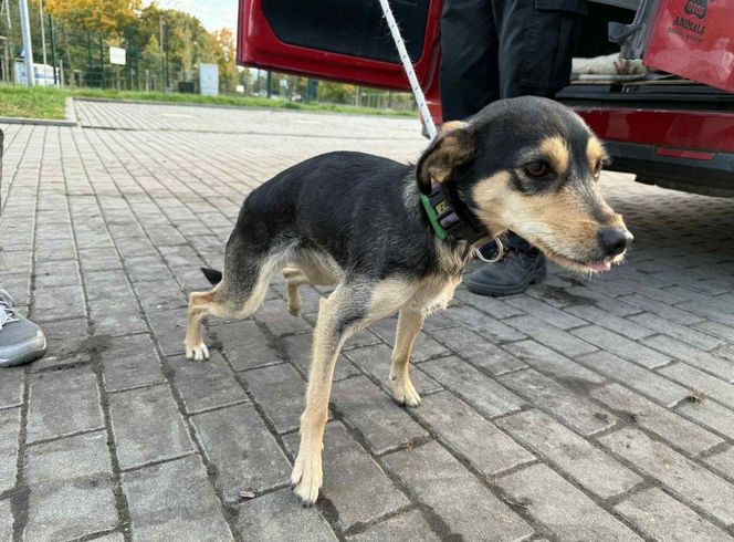 Suczka żyła wśród pól, na łańcuchu. Nawet nie przy budzie. Od wiatru osłaniała ją taczka