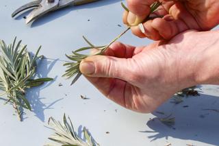 Rozmnażanie lawendy